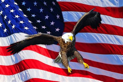 American Bald Eagleflag