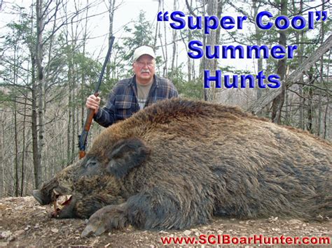 Summer Boar Hunting Hunt And Slay An Authentic Boar During The Autumn Rut
