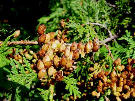 Cedar Tree Seeds Some Trees Are Very Heavy With Seeds This By