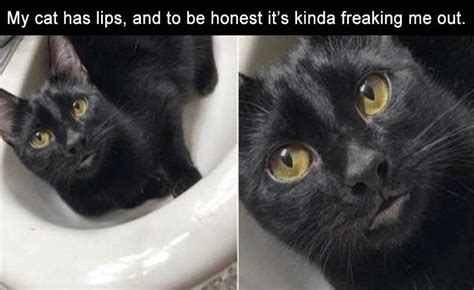 My Cat Has Lips Cat Meme Of The Decade Lol Cat Memes Funny Cats