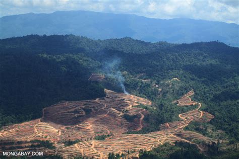 Malaysian Palm Oil Giant Tied To Social Conflict Deforestation Says