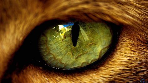 Angry Lion Eyes Wallpapers Wallpaper Cave