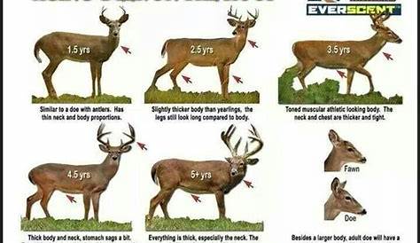 whitetail deer aging chart