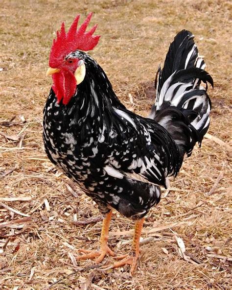 Exchequer Leghorn Chickens Purely Poultry Leghorn Chickens