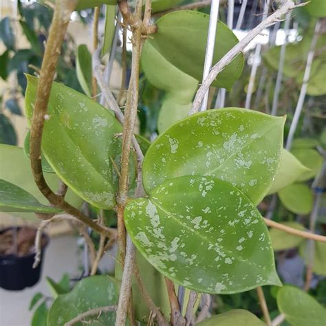 We did not find results for: Hoya parasitica (heart-shaped leaves) | Hoya plants, Plant ...