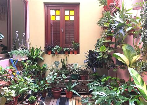 Maybe you would like to learn more about one of these? Where you should be buying your indoor plants in Singapore