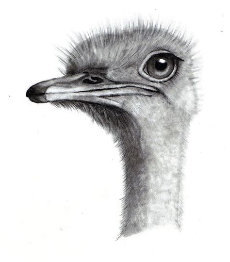 Ostrich Drawing Ostrich Head In Pencil By Joyce Geleynse Realistic