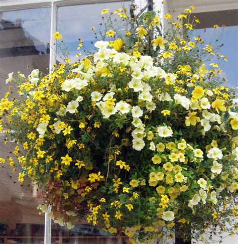 15 Beautiful Flower Hanging Baskets And Best Plant Lists A Piece Of Rainbow