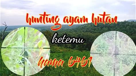 Hunting Ayam Hutan Ketemu Hama B B Youtube