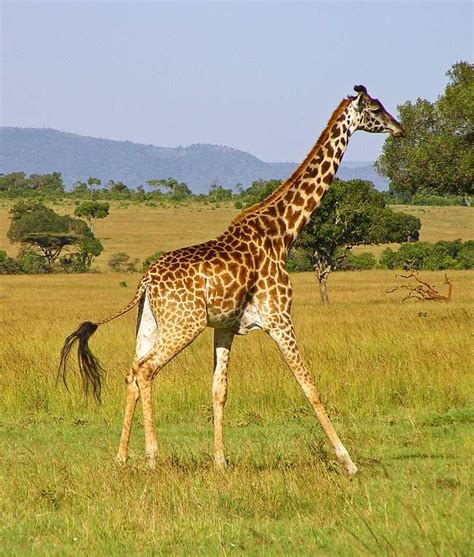 World Giraffe Day Special Tallest Terrestrial Animal Little Planet