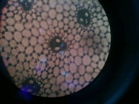Preparat floem pada daun zea mays (dokumentasi kelompok 5b, 2017) xylem pada daun zea 3. Indayana Febriani (Indri): BIOLOGISEL