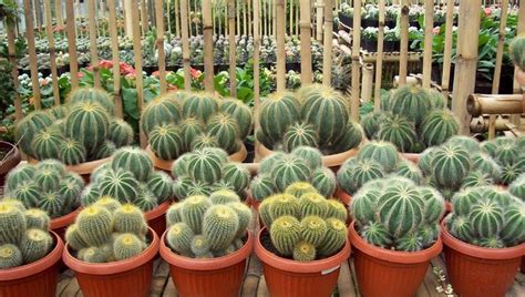 Obregonia denegrii (artichoke cactus) | world of succulents. Cara Sukses Menanam dan Merawat Kaktus Hias Yang Baik Dan ...