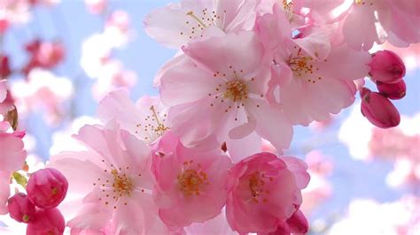 Japanese Cherry Blossom Wallpaper 71 Images
