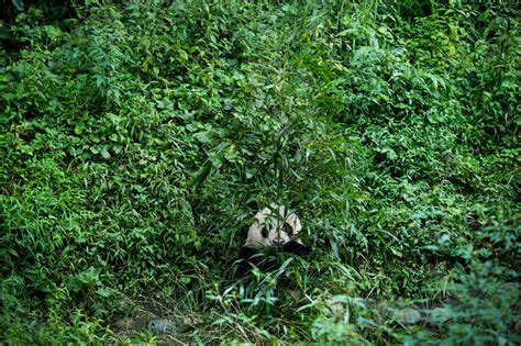 Gallery: The school where pandas learn how to be wild