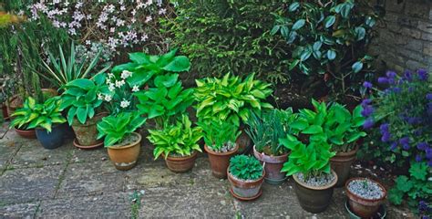 Planting And Growing Hostas In Pots Or Containers