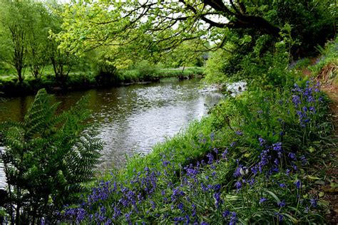 Bluebells Along The Camowen River © Kenneth Allen Cc By Sa20