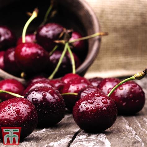 We have included links to. Cherry Duo Patio Fruit Trees | Beyond The Garden Gates