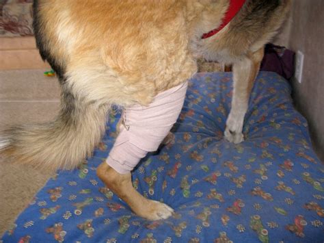 A ruptured cruciate ligament, also known as a torn acl or torn ccl, is common in a variety of breeds. Hot / Cold Pain Relief Pack Helps Dogs with ACL Tears