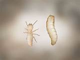 Photos of Pictures Of Termite Larvae