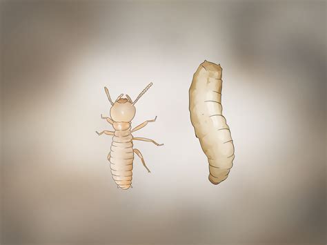 3 Ways To Identify Termite Larvae Wikihow
