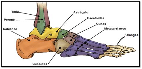 Tobillopie Anatomia Fácil