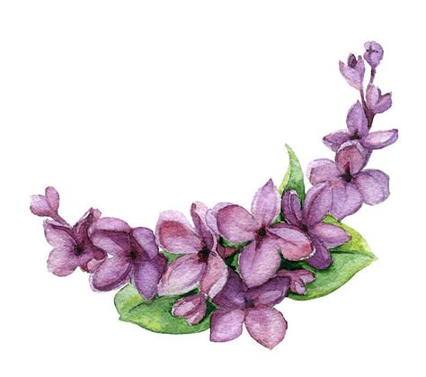Top 60 Lilac Flowers Clip Art Vector Graphics And Illustrations Istock