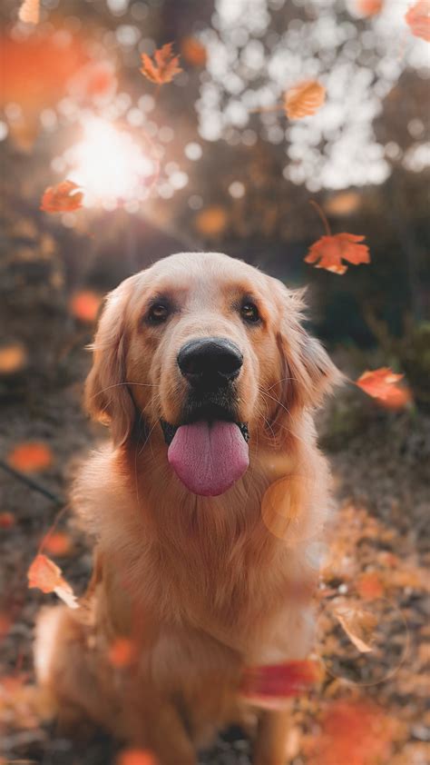 Dog Pet Leaves And Fall Hd Photo By Celine Sayuri Tagami