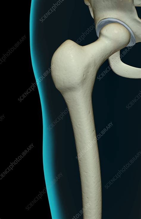 The bones of the hip - Stock Image - F001/8007 - Science Photo Library