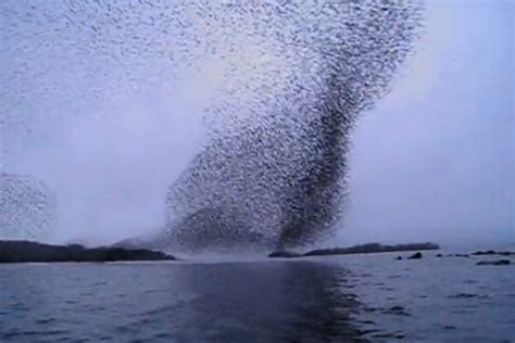 Two Tourists Capture Stunning Murmuration Of Starlings Above Irelands