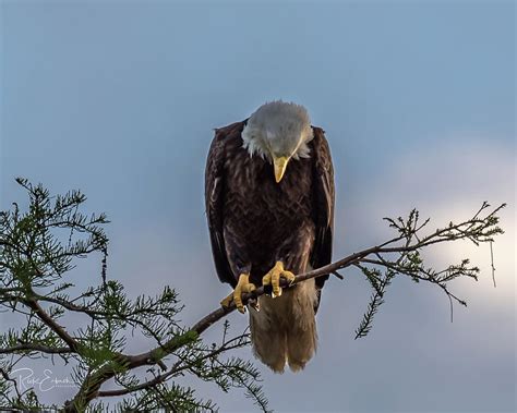 American Bald Eagle In Prayer Photograph By Rick Erbach Pixels