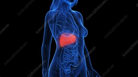 Inflamed Liver Illustration Stock Image F0384385 Science Photo