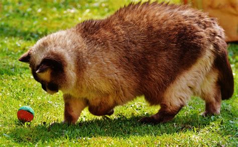 Free Images Play Sweet Cute Wildlife Fur Cat Brown Mammal