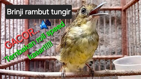 Burung Brinji Rambut Tungir Jantan Gacor Ngerol Mbeset Panjang Masteran