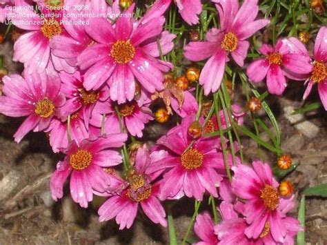 Plantfiles Pictures Coreopsis Pink Tickseed Heavens Gate