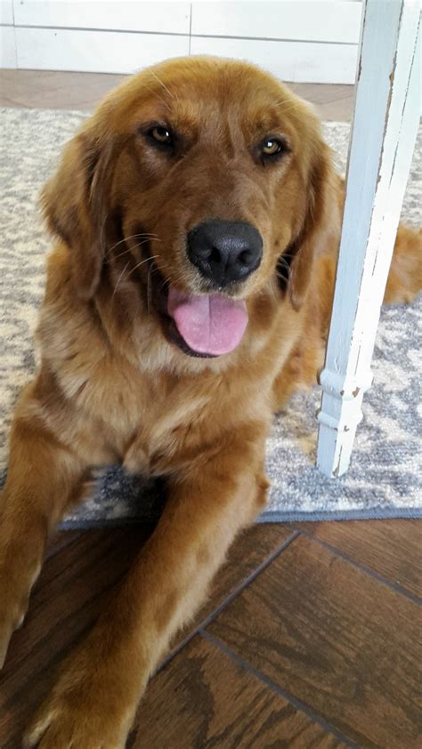 The sweet angel baby with puppy dog eyes. Golden Retriever Puppies For Sale | Hytop, AL #290641