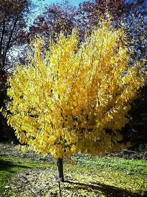 News agency reuters cited an assistant manager at shipping service company gac's egypt office. Saratoga Ginkgo Tree For Sale Online | The Tree Center