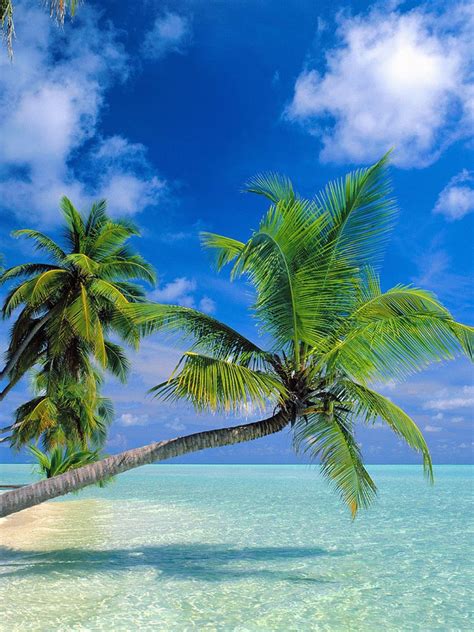 Tropical Paradise At Maldives Ipad Wallpaper Background 1024x1024