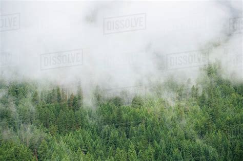 Fog Over Evergreen Treetops In Mountain Forest Stock Photo Dissolve