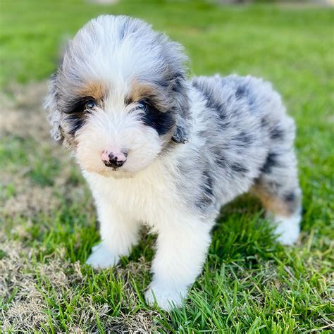 Mini Aussiedoodle Dogs