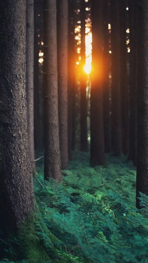 Morning Sunlight Through Forest Trees Iphone 8 Wallpapers Free Download