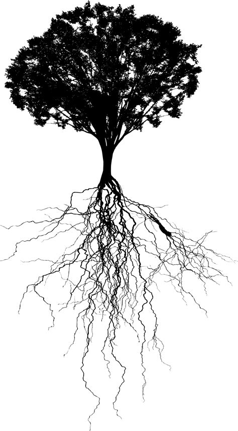 Clipart Tree With Deep Roots Silhouette