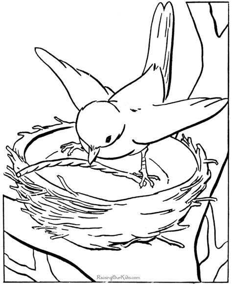 Bird Coloring Pages For Preschoolers - Coloring Home