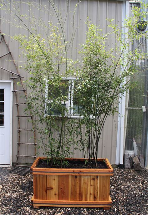 Place your path stones, then work in the garden around them. Bamboo Planters | Bamboo planter, Large tree planters ...