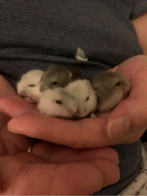 Pure Bred Winter White Russian Hamster Babies In Chorley Lancashire