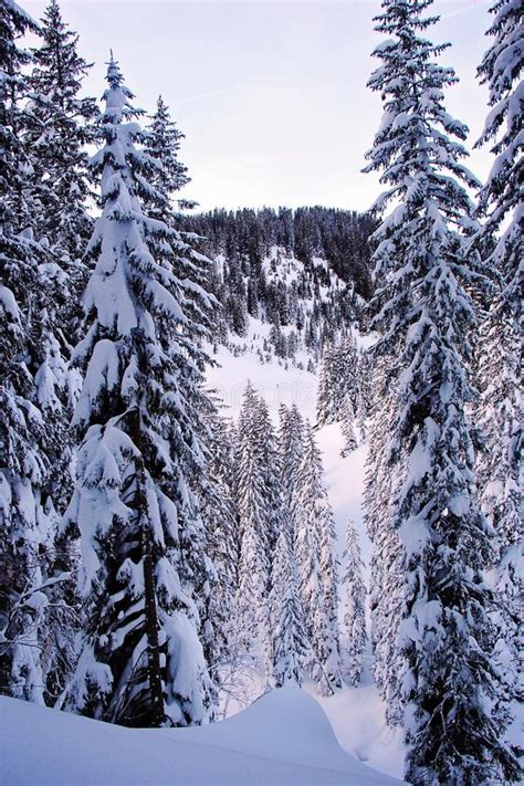 Winter Pine Trees At The Snowy Forest In The Austrian Alps Mountains