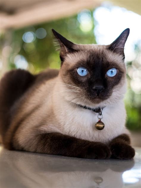 Chocolate Point Siamese Story The Discerning Cat
