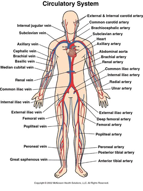 Circulatory System Presentation Biology