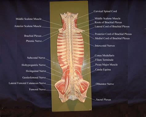 Peripheral Spinal Nerves
