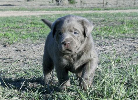 Dfw, waco, austin or houston area for $100. Labrador Puppies for Sale - Silver Labs for Sale - Dog ...
