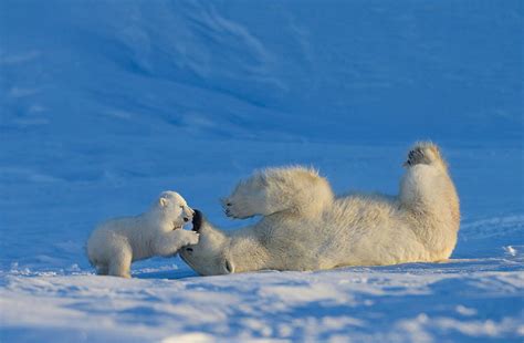 Baby Polar Bear Playing With His Mother Photo One Big Photo